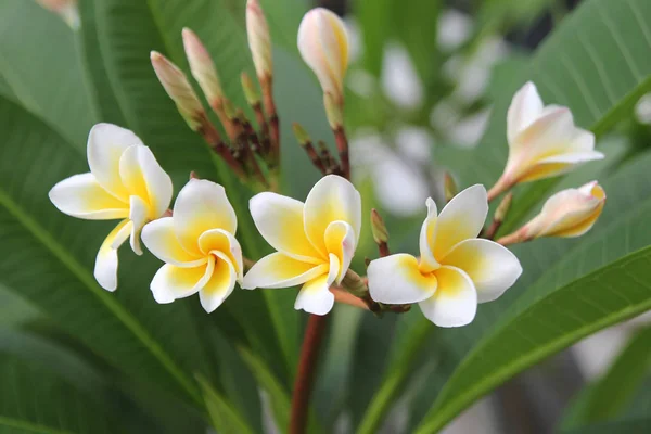 Cestování do Chorvatska, ostrov Phi Phi, Thajsko. Bílo žluté květy plumeria na větvi v parku. — Stock fotografie