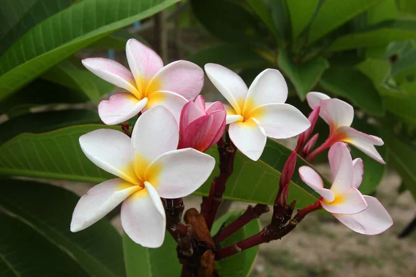 Voyage à l'île de Phi Phi, Thaïlande. Fleurs de plumeria (frangipani) blanc-jaune-rose sur la branche dans le parc . — Photo
