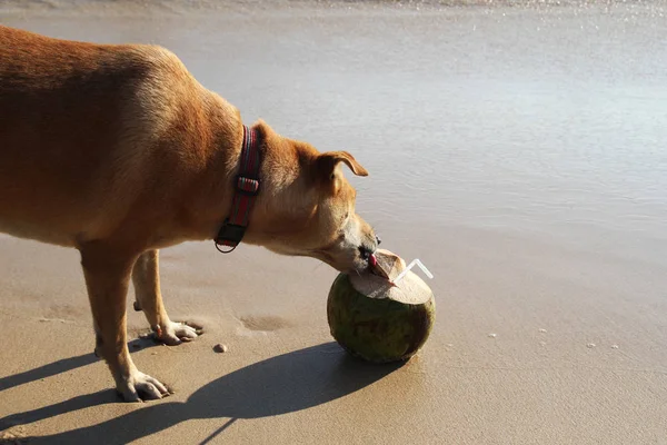 Reise nach Phuket, Thailand. ein Hund und eine Kokosnuss am Strand in der Nähe eines Meeres. — Stockfoto