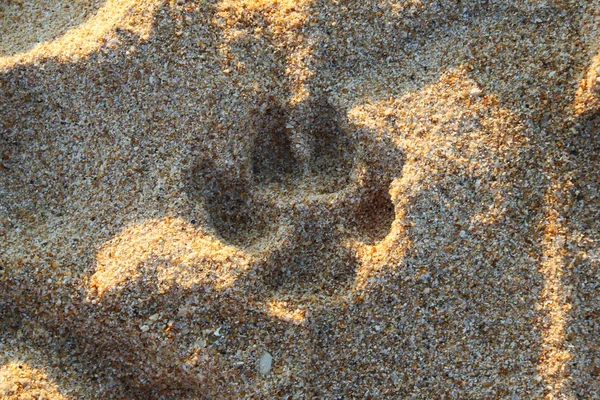 Reizen naar eiland Phuket, Thailand. De voetafdrukken van een hond op het strand. — Stockfoto