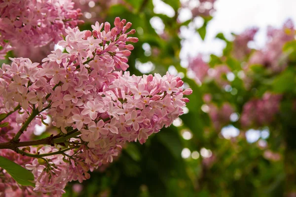 Fleurs roses fleuries de lilas . — Photo