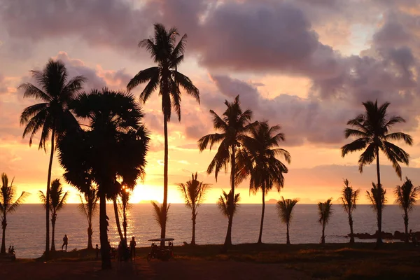 Пальмы на фоне яркого заката и облачного неба . — стоковое фото