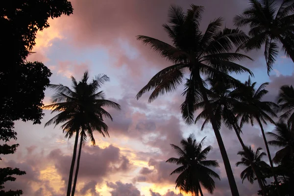 El cielo colorido con palmeras al atardecer . — Foto de Stock