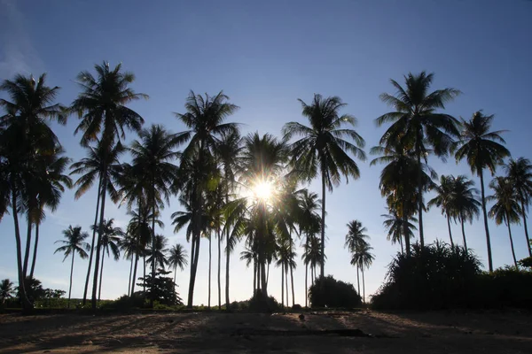La vista de las palmeras en la playa a la luz del sol . — Foto de Stock