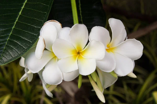 Fleurs blanches-jaunes de plumeria sur la branche dans le parc . — Photo