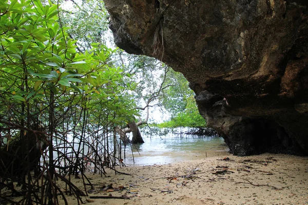 Mangrovový les poblíž hory na pláži Railay — Stock fotografie