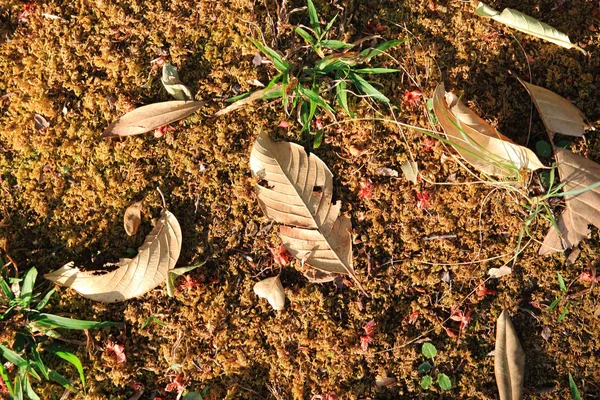 O outono colorido seca folhas no musgo laranja em uma floresta em um dia ensolarado . — Fotografia de Stock