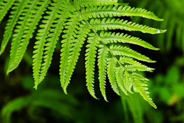 A vista superior na folha verde da samambaia em um fundo preto-verde . — Fotografia de Stock