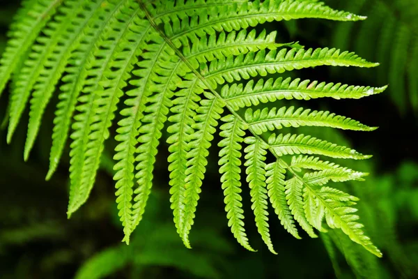 A vista superior na folha verde da samambaia em um fundo preto-verde . — Fotografia de Stock