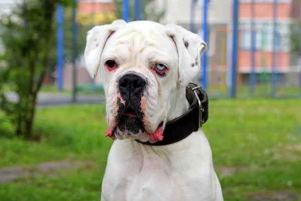 Portrait of white boxer dog with eyes of different color in a park. — Stock Photo, Image