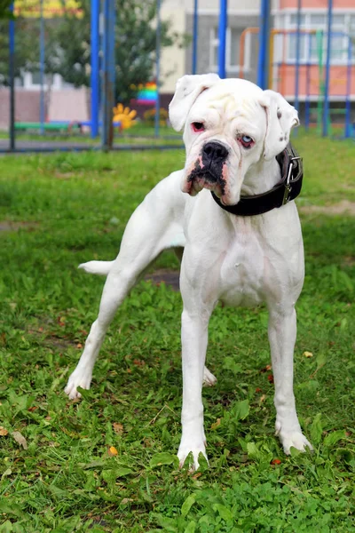 White boxer dog with eyes of different color in a park. — Stock Photo, Image