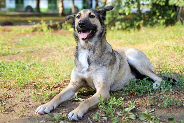 Mutlu köpek bir parkta çim üzerinde yalan. — Stok fotoğraf