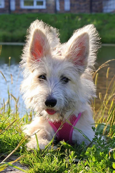 湖の近くに公園に毛皮で覆われた白い子犬の肖像画. — ストック写真