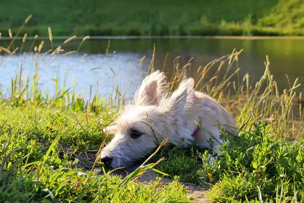 Kleiner pelziger weißer Welpe liegt auf einer Wiese in einem Park in der Nähe des Sees. — Stockfoto
