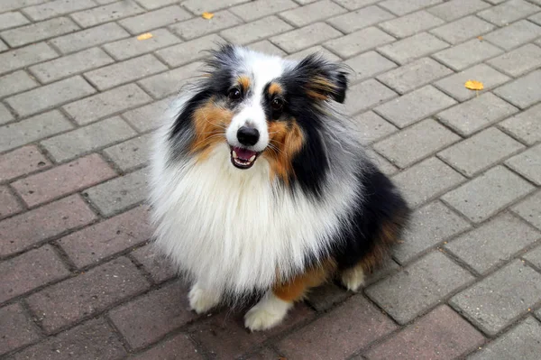 Szczęśliwy pies collie jest spacer w parku. — Zdjęcie stockowe