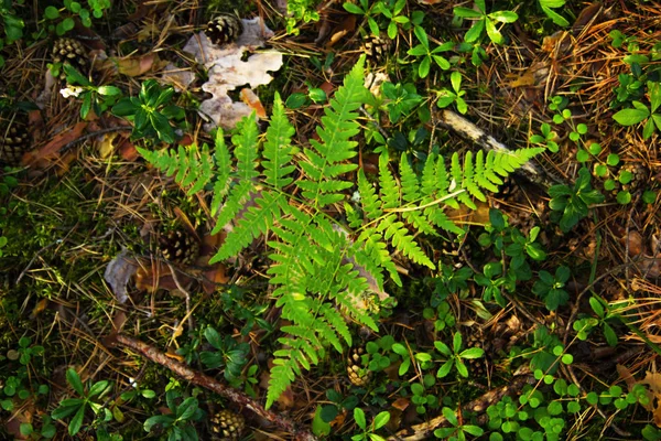 Fern güneşli bir günde bir ormanda yaprakların üzerine üstten görünüm. — Stok fotoğraf