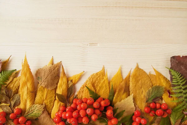 Border from dry colorful autumn leaves, fresh rowanberry and dry mushrooms on the wooden background. — Stock Photo, Image