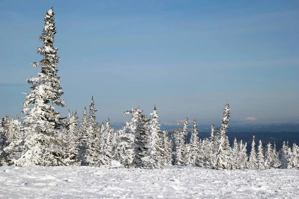 A view on the winter forest and skiing track near to the mountains. — Stock Photo, Image