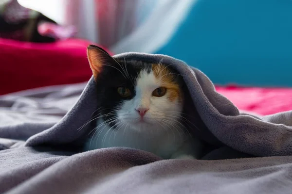 Funny sleepy tortoiseshell cat is resting under the purple blanket on a bed. — Stock Photo, Image