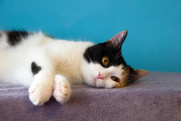 Schattig moe Vos kat is op de paarse deken rusten. — Stockfoto