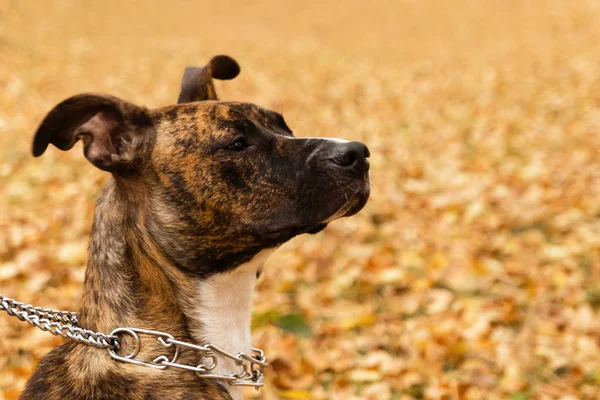 Portrait of brindle Staffordshire terrier on the background of fall leaves in a park. A dog with sad eyes. — Stock Photo, Image