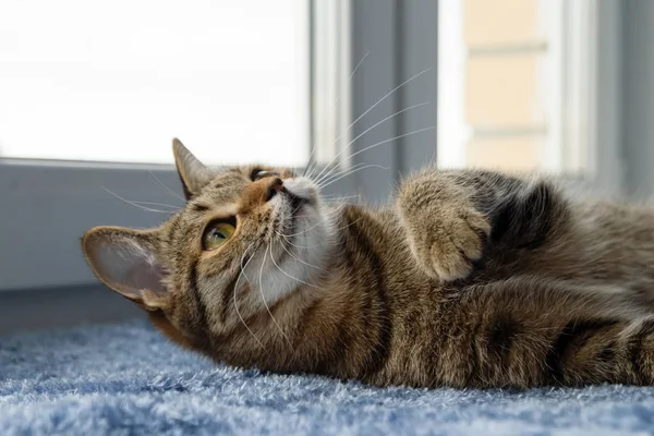 Adorable tabby cat closeup is resting on the blue blanket near to the window. — Stock Photo, Image