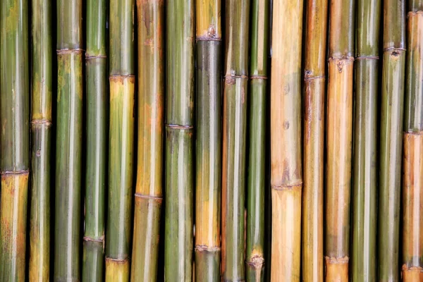 Fragment bambus zdi pro pozadí. Chiangmai, Thajsko. — Stock fotografie