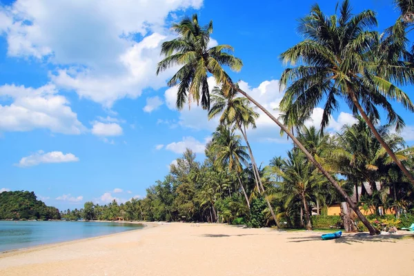 해변에서 코코넛 나무에 사진입니다 — 스톡 사진
