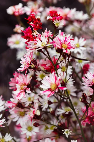 在花市里 来自红白洋甘菊的花束 — 图库照片