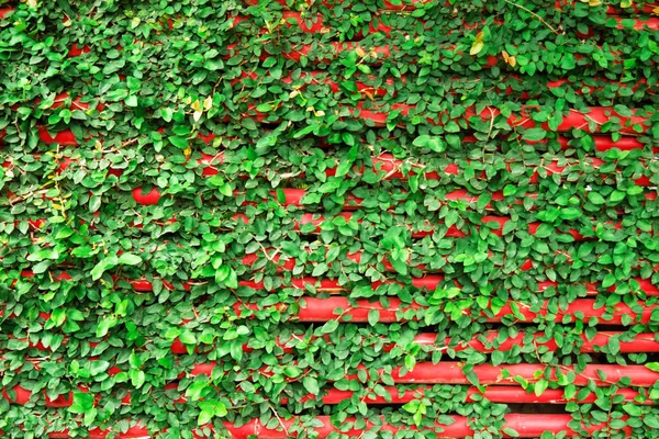 Pared Roja Madera Con Plantas Rizadas Verdes Chiang Mai Tailandia — Foto de Stock