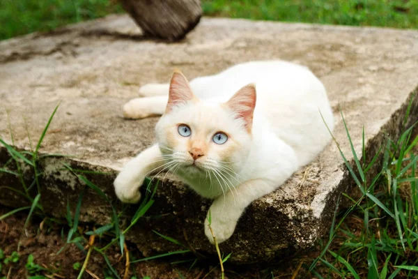 Lindo Gato Punto Rojo Con Ojos Azules Está Acostado Calle —  Fotos de Stock