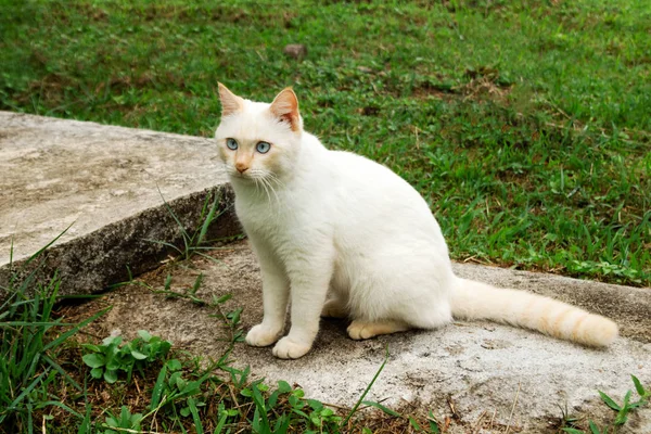 Lindo Gato Punto Rojo Con Ojos Azules Está Sentado Calle —  Fotos de Stock