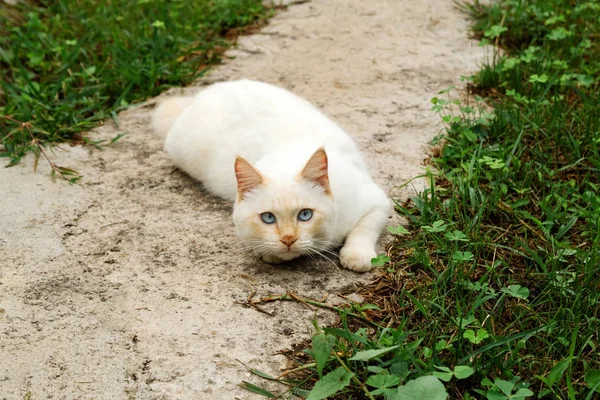 Lindo Gato Punto Rojo Con Ojos Azules Está Acostado Calle —  Fotos de Stock