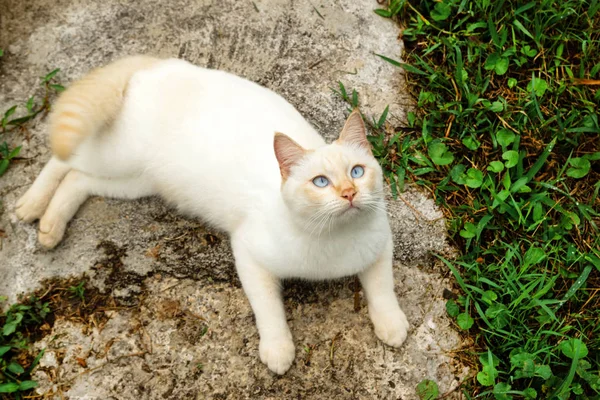 Lindo Gato Punto Rojo Con Ojos Azules Está Acostado Calle —  Fotos de Stock
