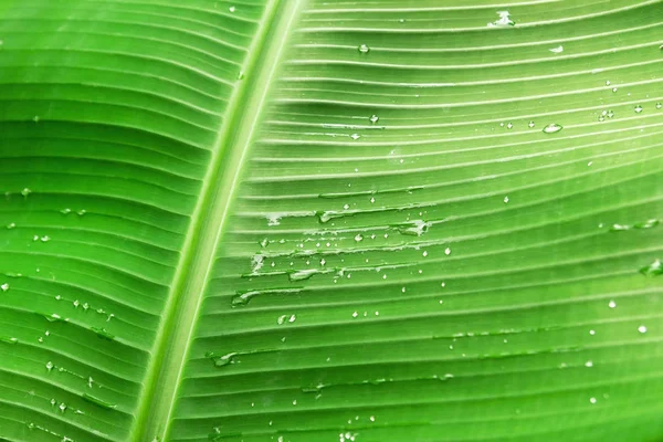 Zelený List Palmy Kapky Vody Detailní — Stock fotografie
