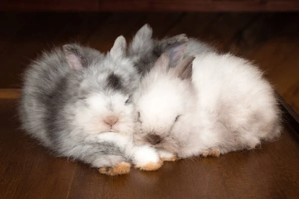 Three Sleeping Fluffy White Gray Rabbits Wooden Table — Stock Photo, Image