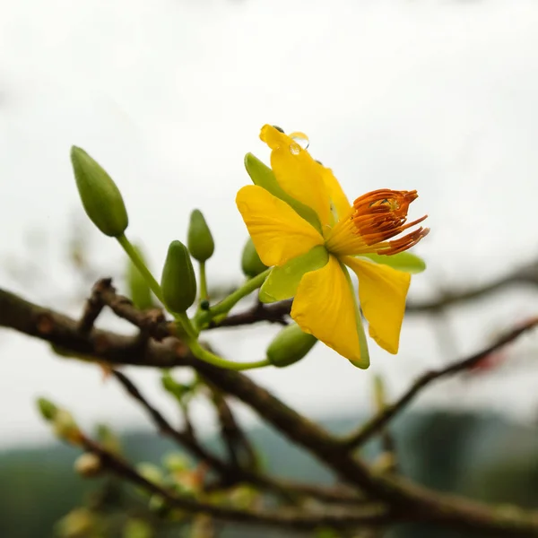 Fiore Giallo Fiore Pesca Con Gocce Pioggia Hue Vietnam — Foto Stock