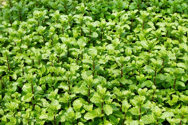 Garden Beds Green Leaves Mint Top View — Stock Photo, Image