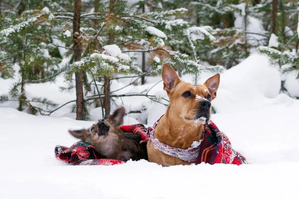 Due Cani Quadri Rossi Plaid Una Neve Uno Sfondo Inverno — Foto Stock