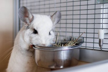 Cute white chinchilla is eating hay from metal bowl in its house. clipart