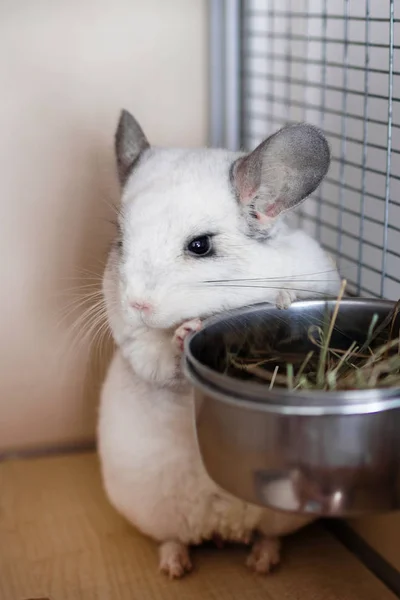 Linda Chinchilla Color Blanco Está Sentada Casa Cerca Tazón Con —  Fotos de Stock