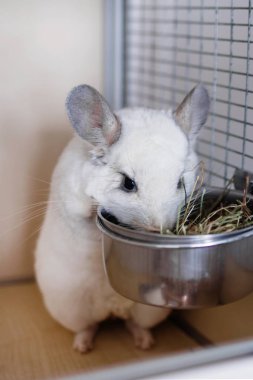 Cute white chinchilla is eating hay from metal bowl in its house. clipart