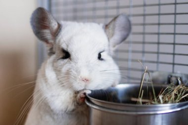Cute chinchilla of white color is sitting in its house near to bowl with hay. clipart