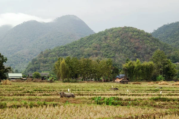 Farm Landscape Dry Rice Fields Buffalos Background Mountains Cloudy Weather — 图库照片