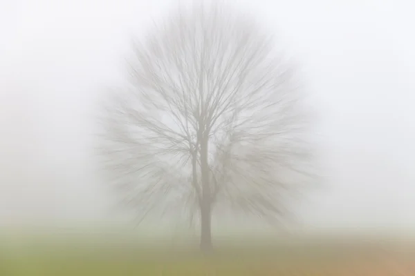 Tree in Mist or Fog — Stock Photo, Image
