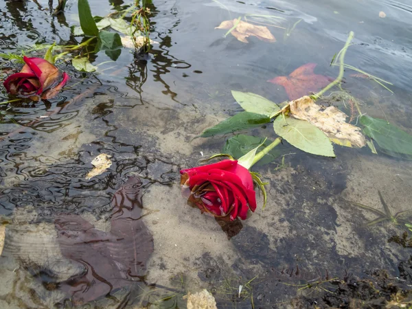 Νεκρός κόκκινα τριαντάφυλλα επιπλέουν σε μια λίμνη — Φωτογραφία Αρχείου