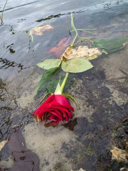 Roses rouges mortes flottant dans un lac — Photo