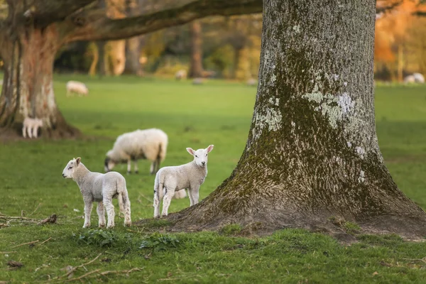 Primavera corderos bebé oveja en un campo — Foto de Stock