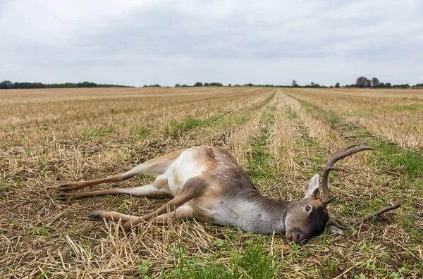Ölü bir alanda döşeme alageyik geyik — Stok fotoğraf