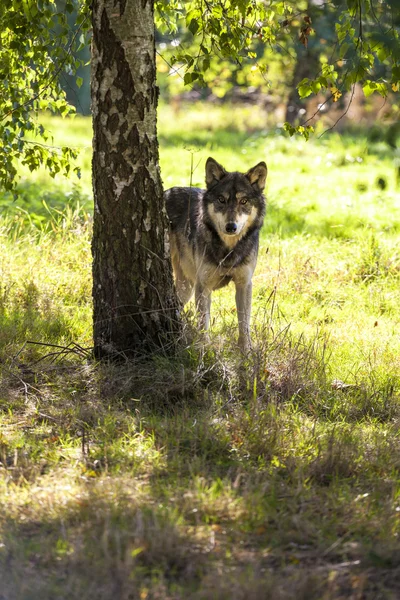 Lobo gris norteamericano en el bosque —  Fotos de Stock